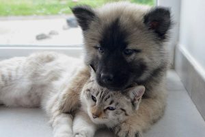Какие Требования к Питанию Кошек и Собак