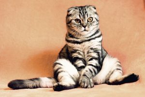 Какой Корм Купить для Кошки После Стерилизации. Как Выбрать Лучший Корм для Кошки После Стерилизации.
