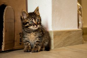 Чем Кормить Маленького Котенока в Доме