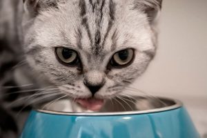 Чем Лучше Кормить Кота