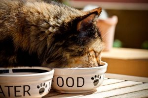 Сколько Корма Давать Коту