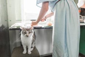 Рецепты Домашней Еды для Кошек: плюсы и минусы