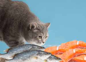 Рыба кошкам. Кот ест рыбу. Рыба для котов