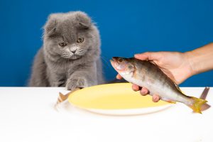 Рыба для кота. Можно котам рыбу. Котам нельзя рыбу